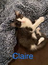 Dana's Claire - Not at the Shelter