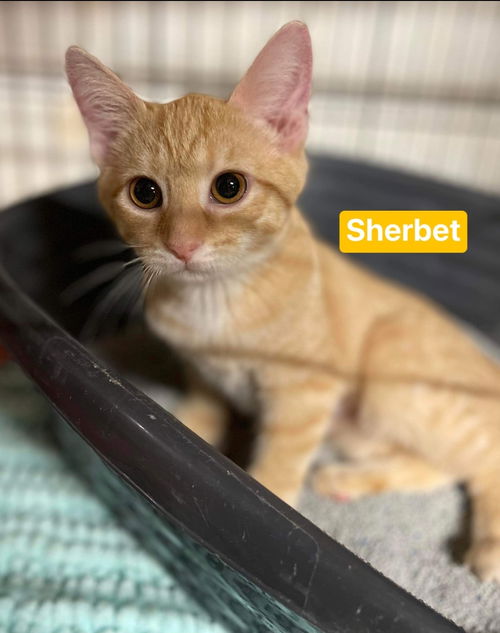 Sherbet: Visit at Petsmart