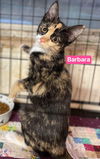 Barbara: Visit her at L'burg Petsmart