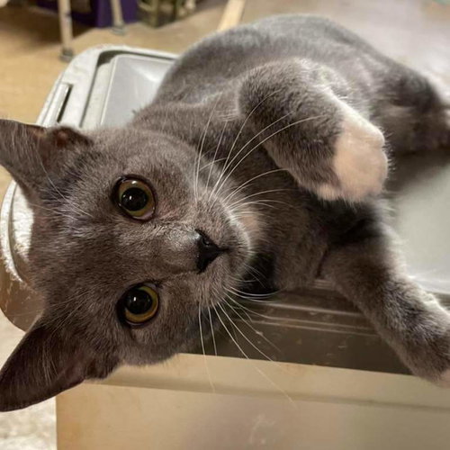 Bruce: Visit at Lynchburg PetSmart
