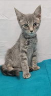 Piper - At the Shelter