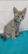 Piper - At the Shelter