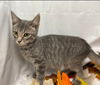 Piper - At the Shelter