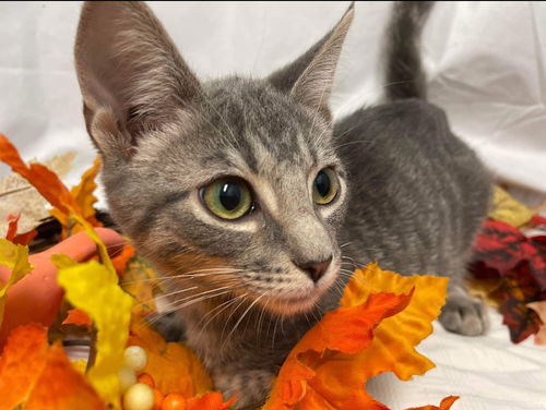 Piper - At the Shelter