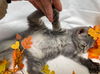 Piper - At the Shelter