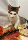 Forest Glade - Visit at Lynchburg PetSmart