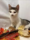 Forest Glade - Visit at Lynchburg PetSmart