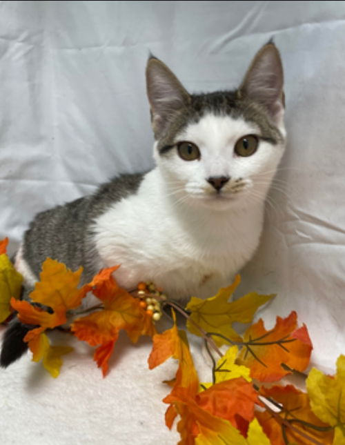 Forest Glade - Visit at Lynchburg PetSmart