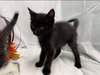 Dollar: Not At the Shelter