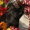 Dollar: Not At the Shelter