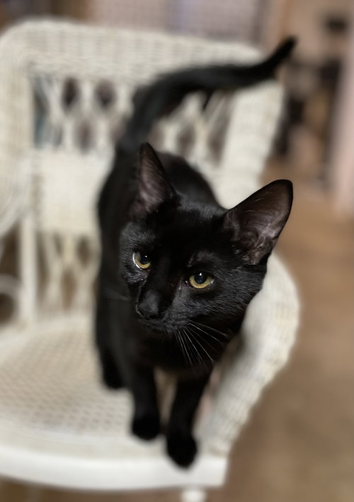 Dollar: Not At the Shelter