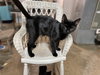 Dollar: Not At the Shelter