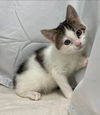 Hera: Visit at Lynchburg PetSmart