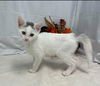 Elfin - At the Shelter