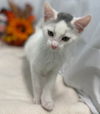 Elfin - At the Shelter