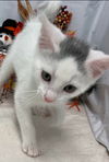 Elfin - At the Shelter