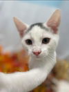 Elfin - At the Shelter