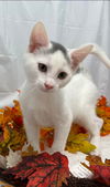 Elfin - At the Shelter