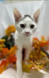 Elfin - At the Shelter