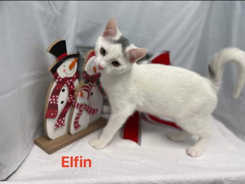 Elfin - At the Shelter