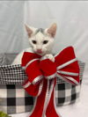 Elfin - At the Shelter