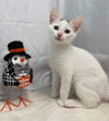 Heat - Petsmart
