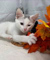 Heat - Petsmart