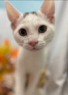 Heat - Petsmart