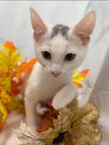 Heat - Petsmart