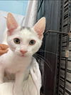 Heat - Petsmart