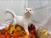 Heat - Petsmart