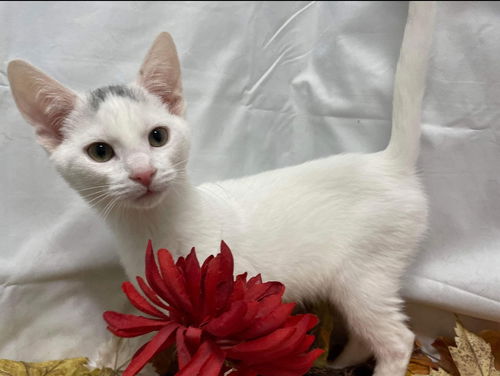 Heat - Petsmart