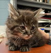 Honor - Not at the Shelter