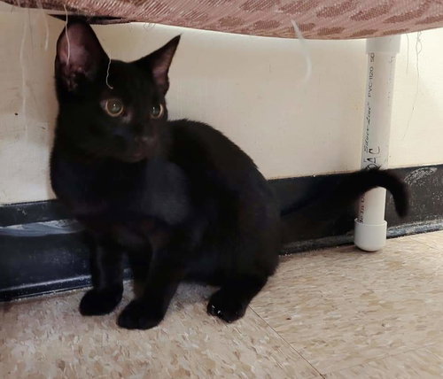 Mr. Black - Visit at the Lynchburg PetSmart