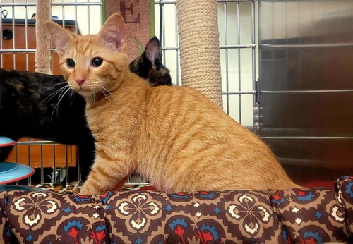 Big Orange: Visit at Lynchburg PetSmart