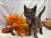 Magnolia - At the Shelter