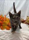 Magnolia - At the Shelter