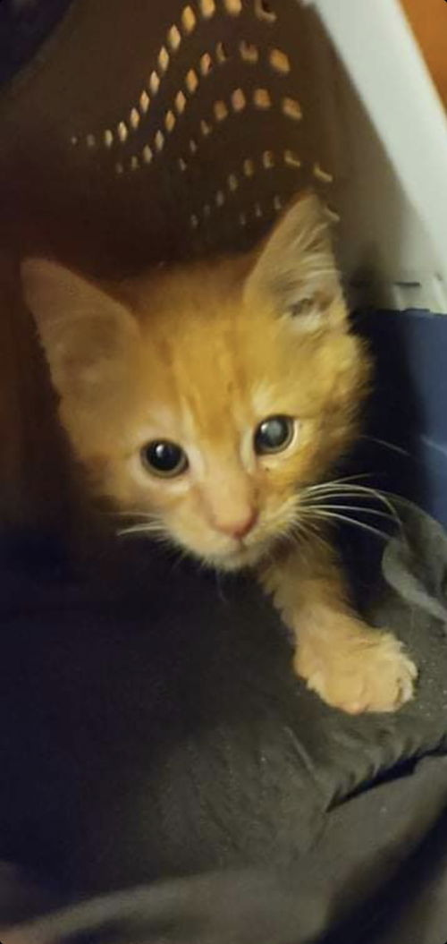Hashbrown - Petsmart