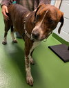 Copper - At the Shelter