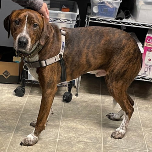Copper - At the Shelter