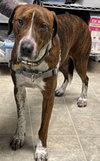 Copper - At the Shelter