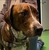 Copper - At the Shelter