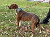 Copper - At the Shelter