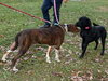 Copper - At the Shelter