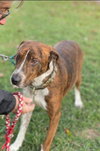 Copper - At the Shelter