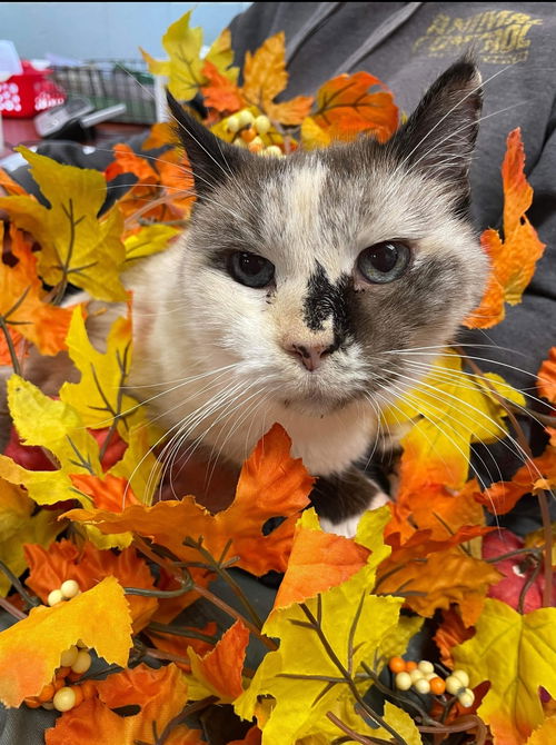 Ethel - At the Shelter