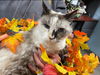 Ethel - At the Shelter