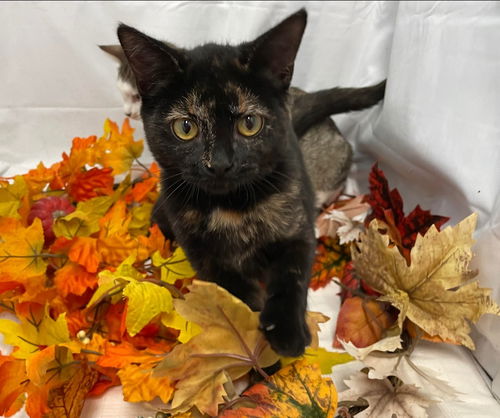 Teresa - Visit at Lynchburg PetSmart