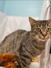 Joanie: Visit at Lynchburg Petsmart