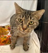 Joanie: Visit at Lynchburg Petsmart